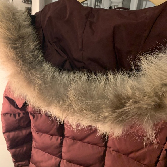 DANIER - Genuine leather Burgundy coat with Coyote Fur - Picture 4 of 12